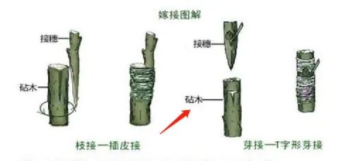 行業(yè)洞察 | 被忌憚的“私域流量”，中國亞馬遜賣家的“品牌軟骨癥”